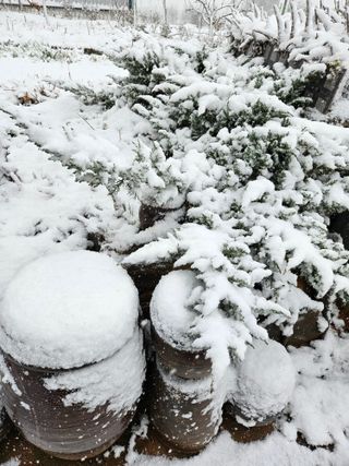 감자20359님의 요즘 우리동네 농작업은? · 참여글 작성글 사진