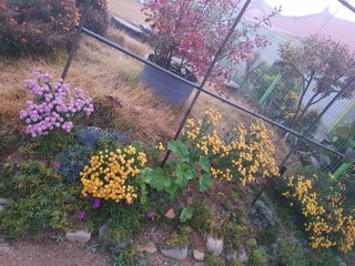 감자20359님의 요즘 우리동네 농작업은? · 참여글 작성글 사진