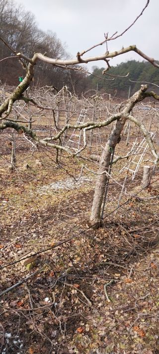 류남열님의 요즘 우리동네 농작업은? · 참여글 작성글 사진