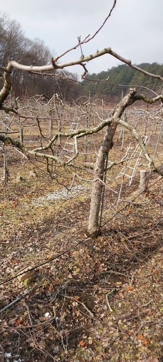 류남열님의 요즘 우리동네 농작업은? · 참여글 작성글 사진