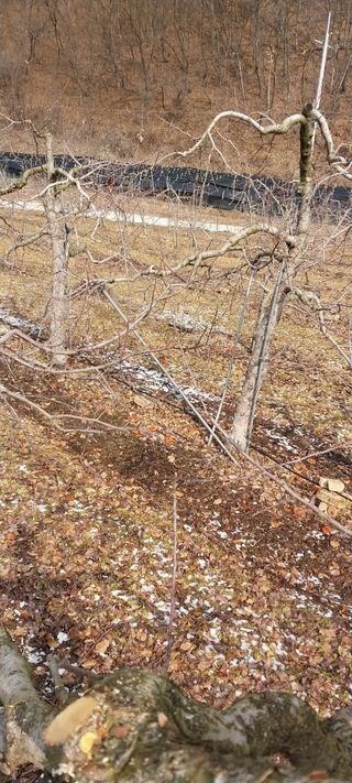 류남열님의 요즘 우리동네 농작업은? · 참여글 작성글 사진