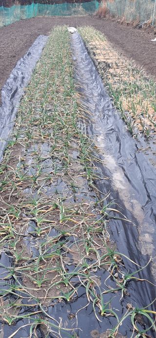 이승규님의 요즘 우리동네 농작업은? · 참여글 작성글 사진