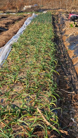 영이님의 요즘 우리동네 농작업은? · 참여글 작성글 사진