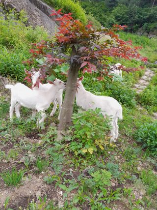 공주카페무릉농원님의 자유주제 · 사진전 작성글 사진