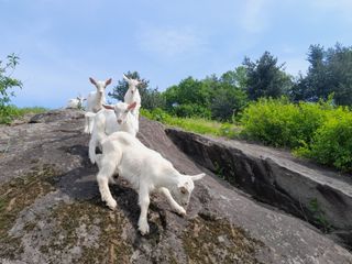공주카페무릉농원님의 자유주제 · 사진전 작성글 사진