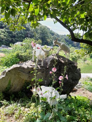 공주카페무릉농원님의 자유주제 · 사진전 작성글 사진