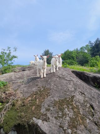 공주카페무릉농원님의 자유주제 · 사진전 작성글 사진