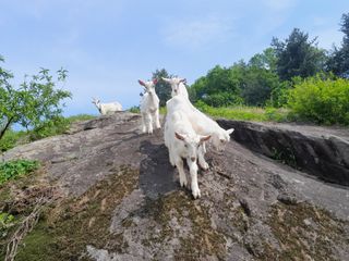 공주카페무릉농원님의 자유주제 · 사진전 작성글 사진