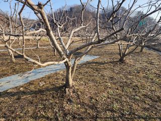 대운농원님의 감 · 자유게시판 작성글 사진