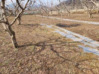 대운농원님의 감 · 자유게시판 작성글 사진