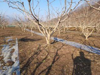 대운농원님의 요즘 우리동네 농작업은? · 참여글 작성글 사진