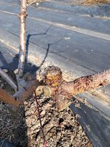 팜모닝 복숭아·병해충상담 게시글 이미지