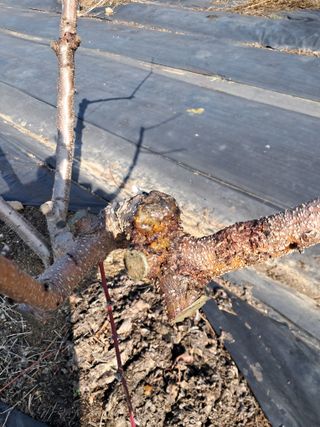 두견새님의 복숭아 · 병해충상담 작성글 사진