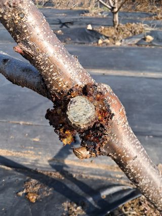 두견새님의 복숭아 · 병해충상담 작성글 사진