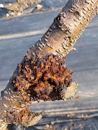 두견새님의 복숭아 · 병해충상담 작성글 사진