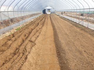 노경자님의 요즘 우리동네 농작업은? · 참여글 작성글 사진