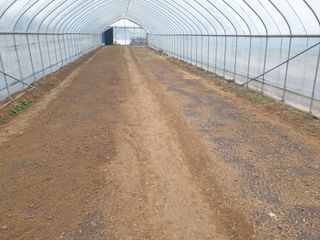 노경자님의 요즘 우리동네 농작업은? · 참여글 작성글 사진