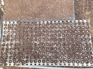 노경자님의 요즘 우리동네 농작업은? · 참여글 작성글 사진