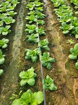 팜모닝 배추·병해충상담 게시글 이미지