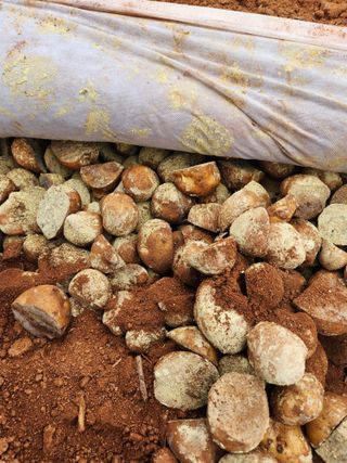 최승일님의 요즘 우리동네 농작업은? · 참여글 작성글 사진