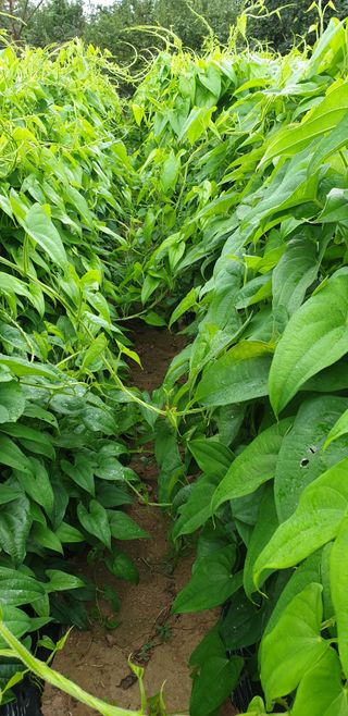 둥근마지기님의 선도농가에 선정된 소감은? · 참여글 작성글 사진