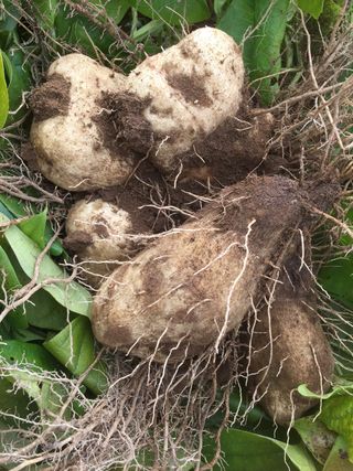 둥근마지기님의 선도농가에 선정된 소감은? · 참여글 작성글 사진