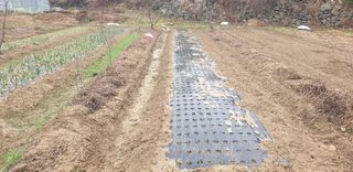 이길우님의 요즘 우리동네 농작업은? · 참여글 작성글 사진