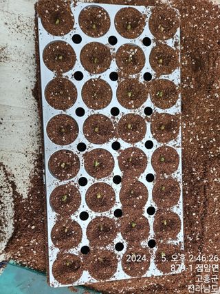 양태문님의 요즘 우리동네 농작업은? · 참여글 작성글 사진