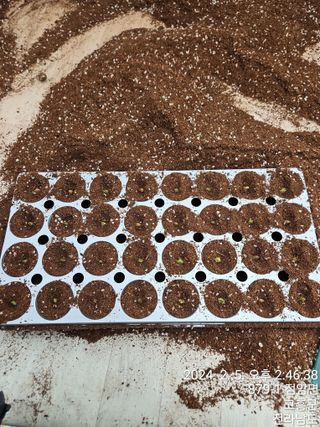 양태문님의 요즘 우리동네 농작업은? · 참여글 작성글 사진