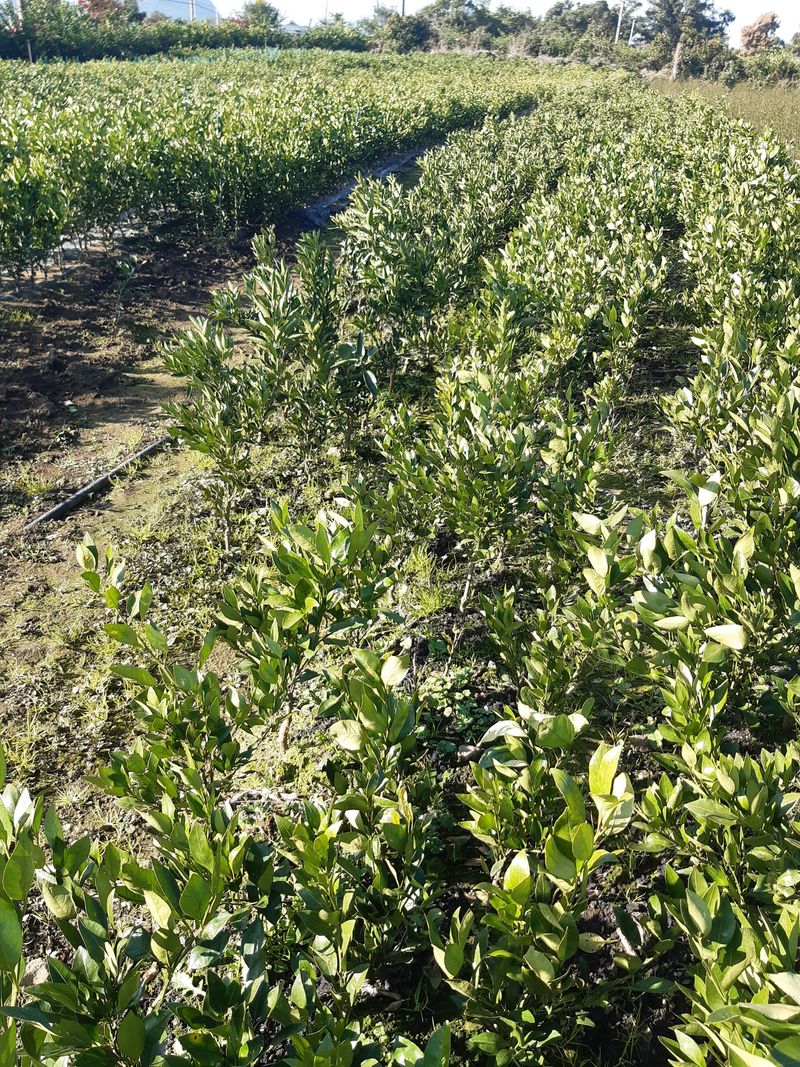 장터 상품 [감귤묘목2년생] 썸네일