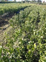 팜모닝 · 게시글 이미지