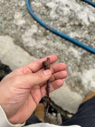 두릅나무21306님의 기타작물 · 병해충상담 작성글 사진