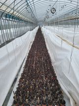 팜모닝 요즘 우리동네 농작업은?·참여글 게시글 이미지