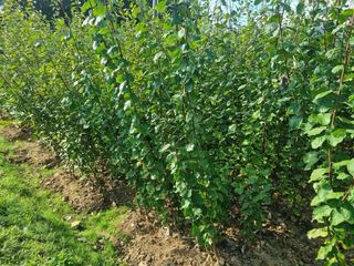 일심묘목농원님의 작성글 사진