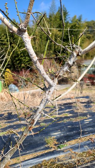 이교일지사랑이랍니다님의 매실 · 병해충상담 작성글 사진