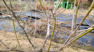 이교일지사랑이랍니다님의 매실 · 병해충상담 작성글 사진