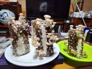 그린애농장님의 자유주제 · 자유게시판 작성글 사진