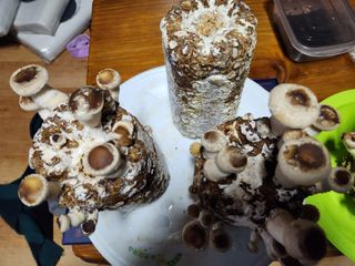 그린애농장님의 자유주제 · 자유게시판 작성글 사진