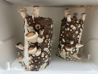 그린애농장님의 자유주제 · 자유게시판 작성글 사진