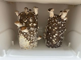 그린애농장님의 자유주제 · 자유게시판 작성글 사진