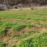 팜모닝 농사, 무엇이든 물어보세요!·참여글 게시글 이미지