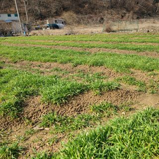 knlee님의 농사, 무엇이든 물어보세요! · 참여글 작성글 사진