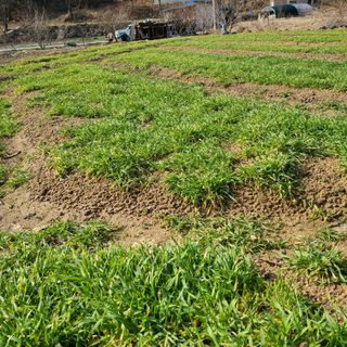 knlee님의 농사, 무엇이든 물어보세요! · 참여글 작성글 사진