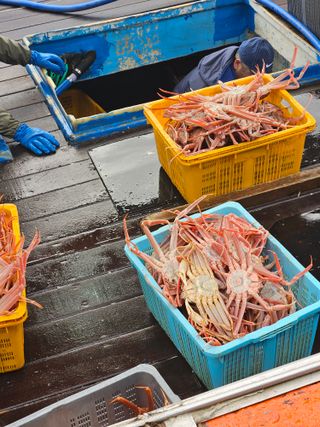 노가네수산님의 자유주제 · 자유게시판 작성글 사진