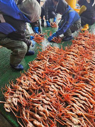 노가네수산님의 자유주제 · 자유게시판 작성글 사진