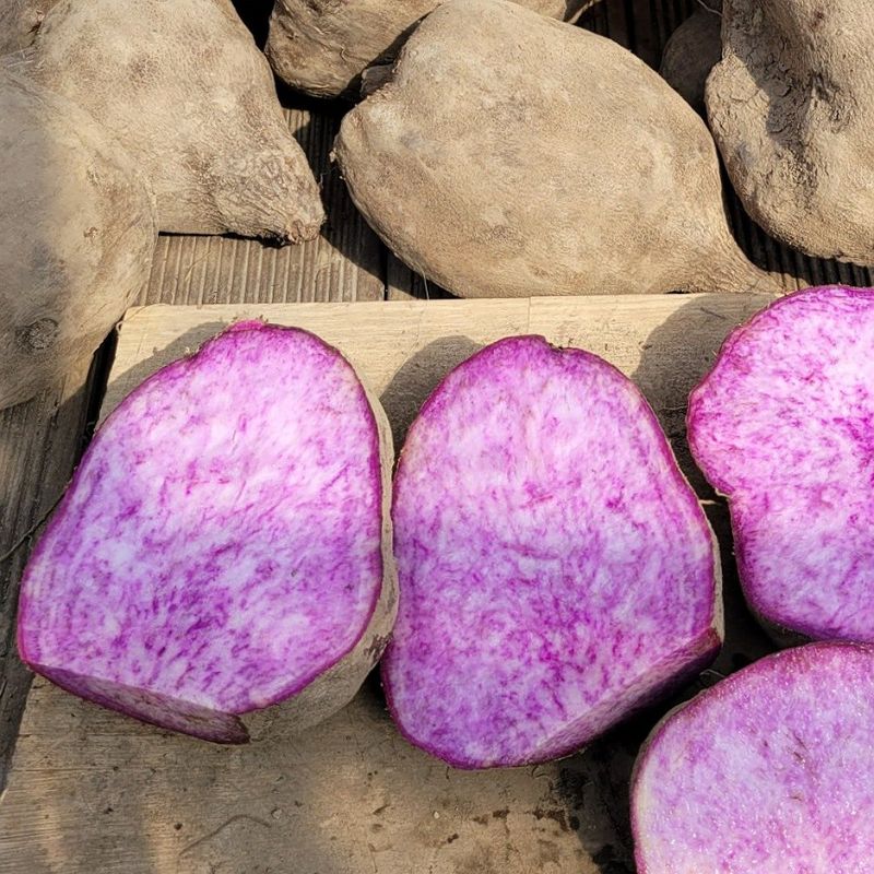 김선순(공룡자색마)님의 장터 판매 상품 [공룡자색마] 첨부 사진