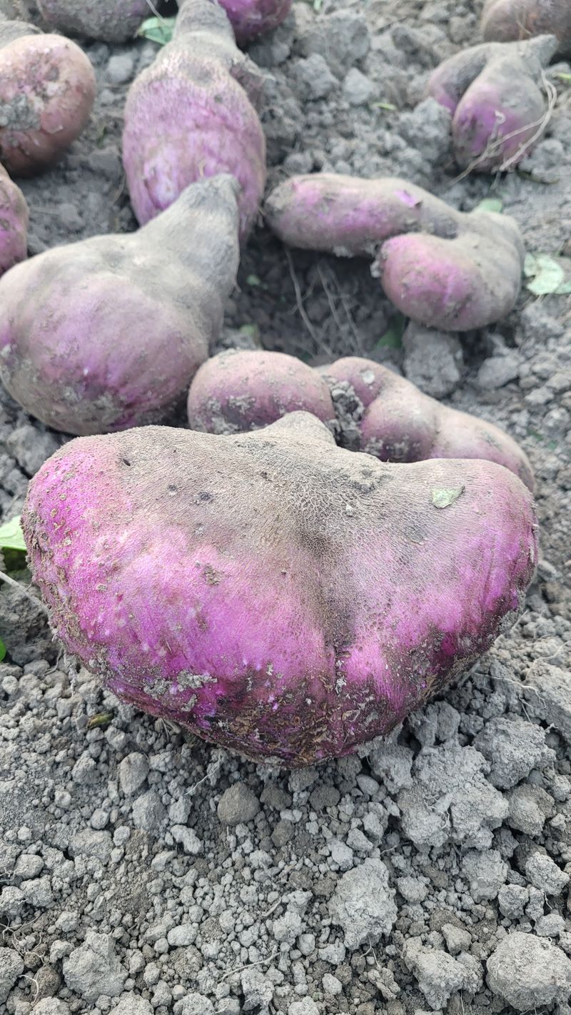 김선순(공룡자색마)님의 장터 판매 상품 [공룡자색마] 첨부 사진