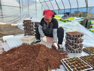 김명복님의 고추 · 영농일지 작성글 사진