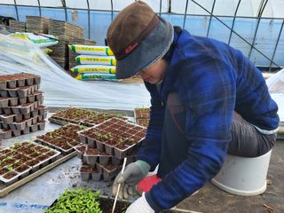 김명복님의 고추 · 영농일지 작성글 사진