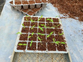 김명복님의 고추 · 영농일지 작성글 사진